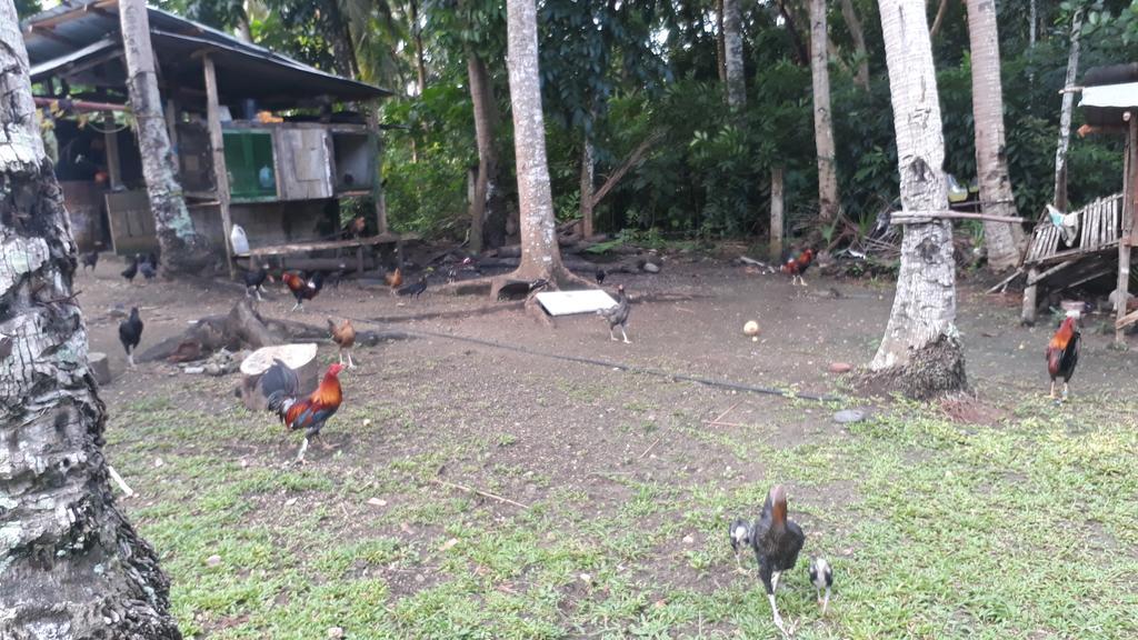 James Homestay Siquijor Eksteriør billede