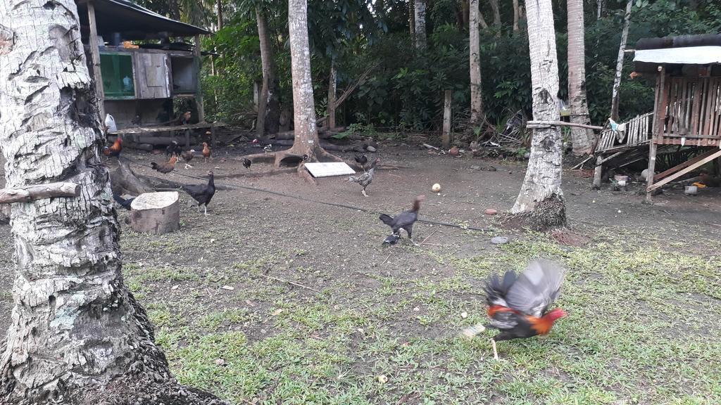 James Homestay Siquijor Eksteriør billede